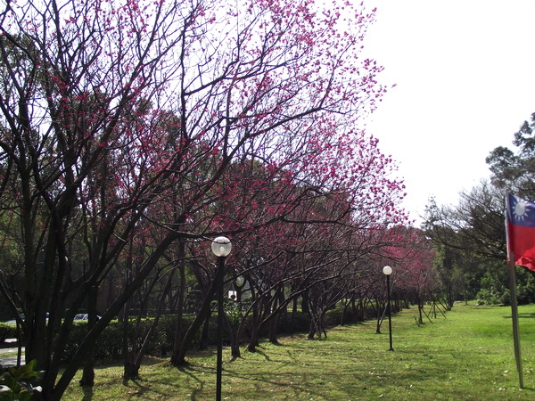 2016園區山櫻花