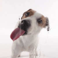 哎唷喂呀！這隻狗到底想幹嘛啦～「Dog Licks Screen Wallpaper」
