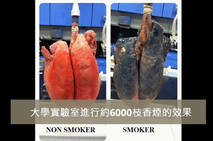 smoking-pig-lung-015
