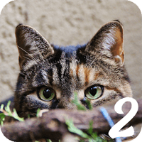 貓咪的隱身功力超強！「找猫2」又來挑戰你的眼力極限啦～（Android）