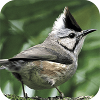 賞鳥最佳伙伴！「臺灣鳥類」可離線搜尋的鳥類行動資料庫（iPhone, Android）