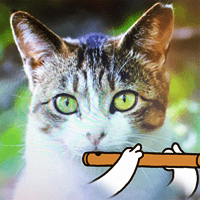 超魔性的貓咪吹笛手特效！快用「B612」玩你家的貓！