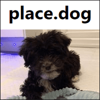 「place.dog」用可愛狗狗做為網頁佔位圖