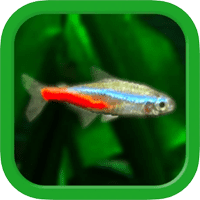 「迷你水族：熱帶魚缸」超真實的養魚體驗，等著被療癒吧！