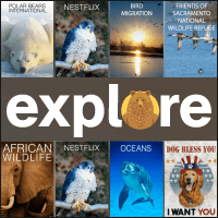 「Explore.org」一個不小心就看呆了的自然動物線上直播秀